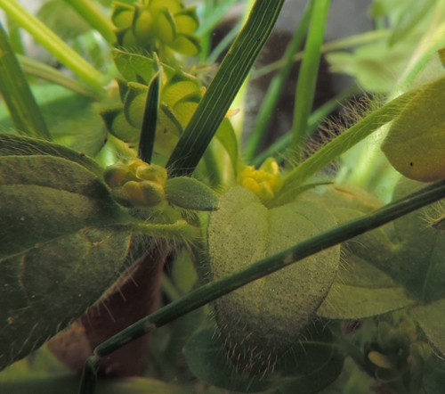 Piantine verde chiaro:  Ranunculus parviflorus